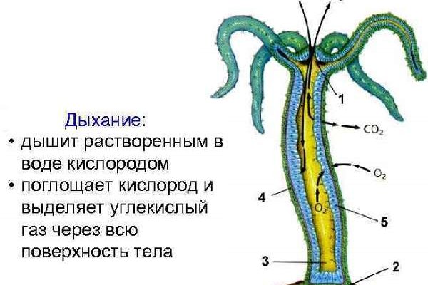 Кракен тор зеркало официальный сайт